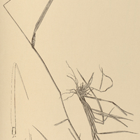 27. URALEPIS flaccida.