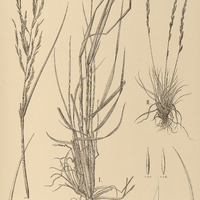 28. I. URALEPIS virens ; II. DIPLACHNE spicata.