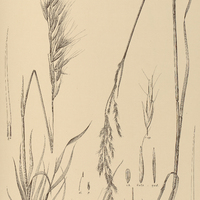29. AVENA I. hirsuta, II. quadridentula.