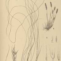 30. I. DANTHONIA tenuifolia, II. BROMIDIUM anomalum.