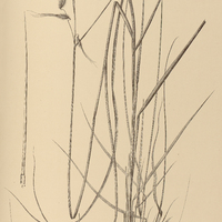 31. TRISTACHYA Chrysothrix.