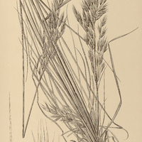 32. BROMUS erectus ?. auleticus.