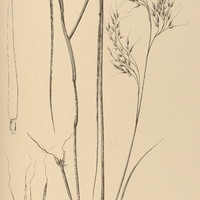 33. FESTUCA Ulochaeta.