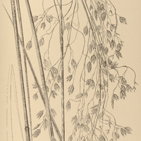 34. FESTUCA ampliflora.