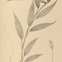 35. ORTHOCLADA rariflora.