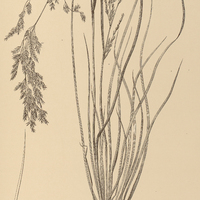 36. POA umbrosa.