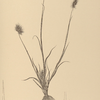 37. CYNOSURUS echinatus.