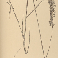 38. MELICA hyalina.