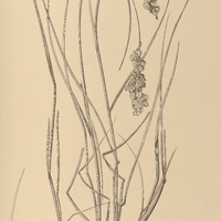 39. BRIZA erecta.
