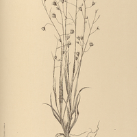 40. BRIZA barbata.