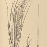 41. ERAGROSTIS lugens ?. glabrata.