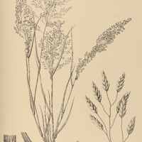 42. ERAGROSTIS pilosa.
