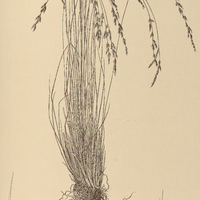 43. ERAGROSTIS barbata.