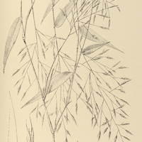 44. ARUNDINARIA aristulata.