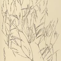 45. ARUNDINARIA macrostachya.
