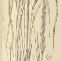 46. STREPTOGYNE crinita.