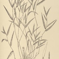 47. ARTHROSTYLIDIUM Trinii.