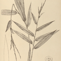 49. GUADUA latifolia.
