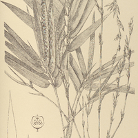 50. GUADUA pallescens.