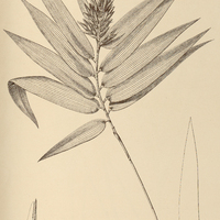 51. BAMBUSA pubescens.