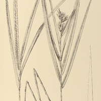 52. BAMBUSA capitata.