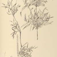54. CHUSQUEA fasciculata.