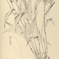 55. MEROSTACHYS fistulosa.