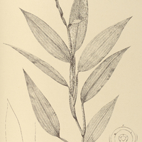 56. STEPTOCHAETA spicata.