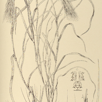 57. HORDEUM ambiguum