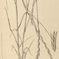 58. LOLIUM temulentum var. leptochaeton.
