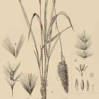 59. I. IMPERATA Brasiliensis, II. SACCHARUM officinarum ?. brevipedicellatum.