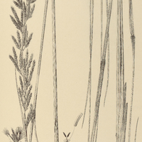 60. SACCHARUM Warmingianum.