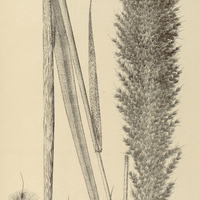 61. ERIANTHUS asper var. ? brasiliensis.