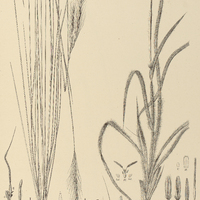 62. I. TRACHYPOGON polymorphus ?. filifolius ; II. HETEROPOGON villosus ?. dactyloides.