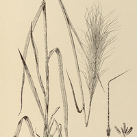 63. SORGHUM Minas Gerais.