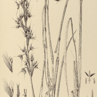 64. ANDROPOGON bracteatus.