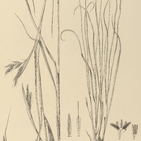 65. ANDROPOGON lithophilus.