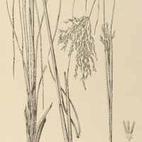 66. ANDROPOGON hypogynus.