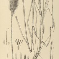 67. ANDROPOGON saccharoides ?. erianthoides.