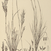 68. ANDROPOGON I. spathiflorus, II. tener ?. Neesii.