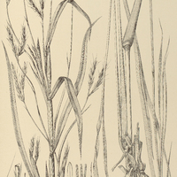 69. ANDROPOGON Pohlianus.