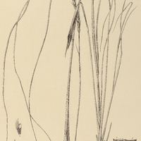 70. ELIONURUS rostratus.