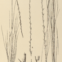 71. ROTTBOELLIA loricata ; I. var. genuina ; II. var. subgibbosa, III. var. glaberrima.