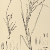 72. I. ISCHAEMUM Urvilleanum ; II. HEMARTHRIA fasciculata.