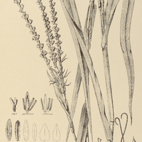 73. TRIPSACUM dactyloides.