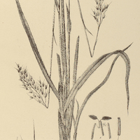 74. ARTHROPOGON villosus.