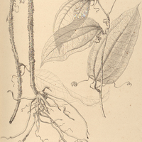 1. SMILAX papyracea.
