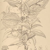 2. SMILAX irrorata. ?