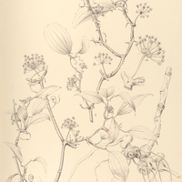 3. SMILAX brasiliensis.