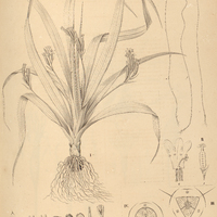 7. I. HYPOXIS decumbens. II. BURMANNIA Selloviana, ? violacea, ? albiflora. III. BURMANNIA sect. I…